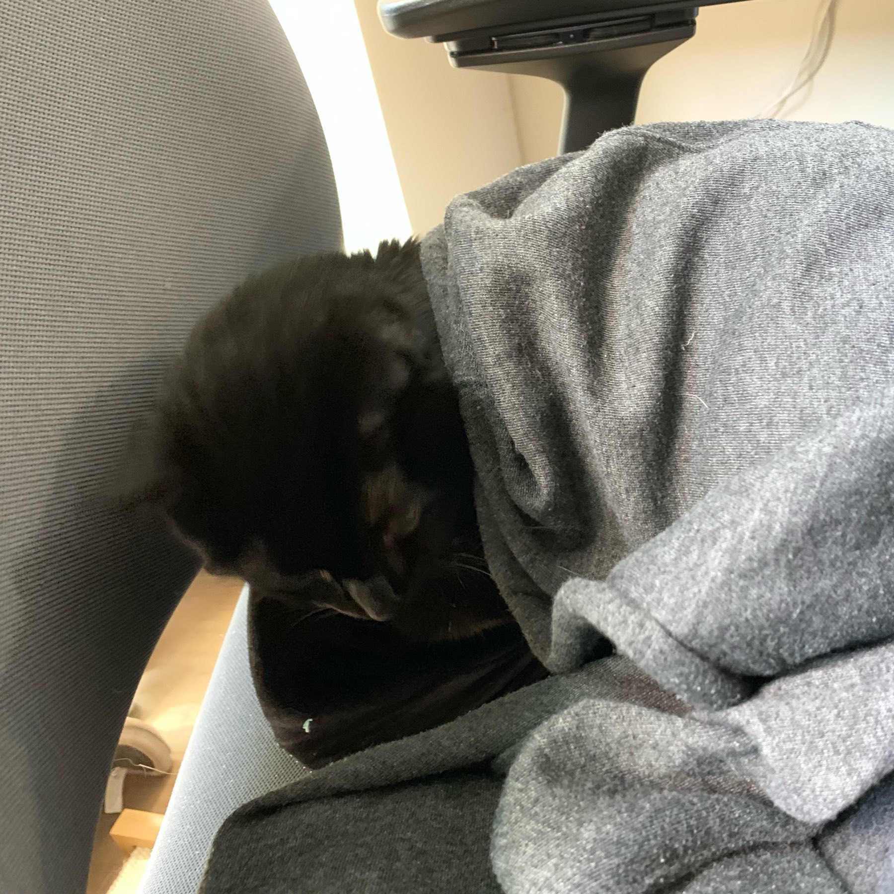 a black cat under a light sweatshirt on an office chair. 