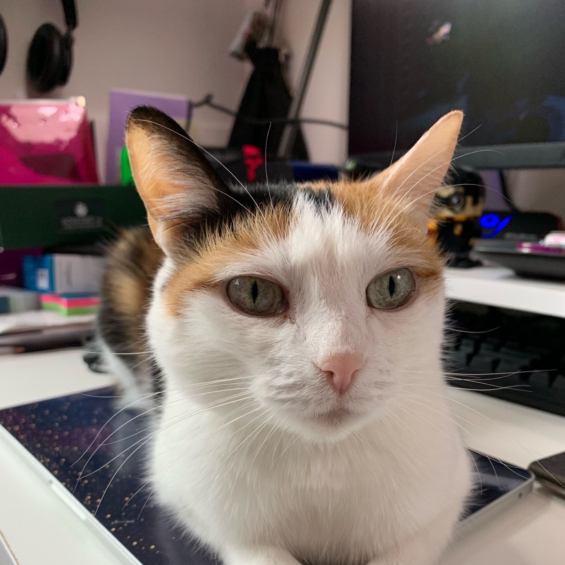 a mostly white calico cat laying on a laptop