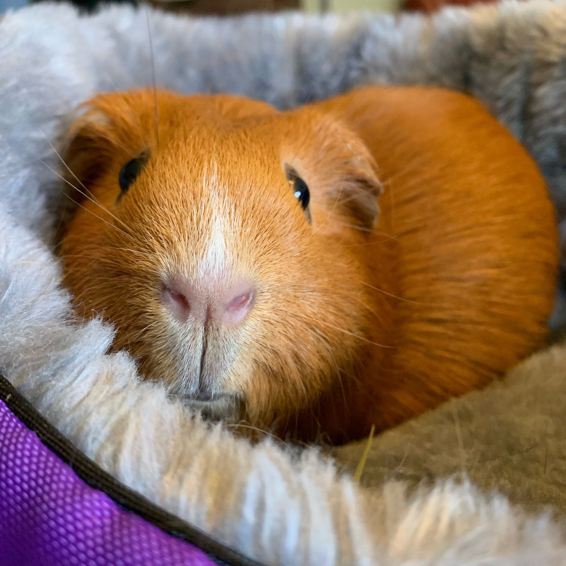 a reddish-brown guinea pig in a grey and purple bed.