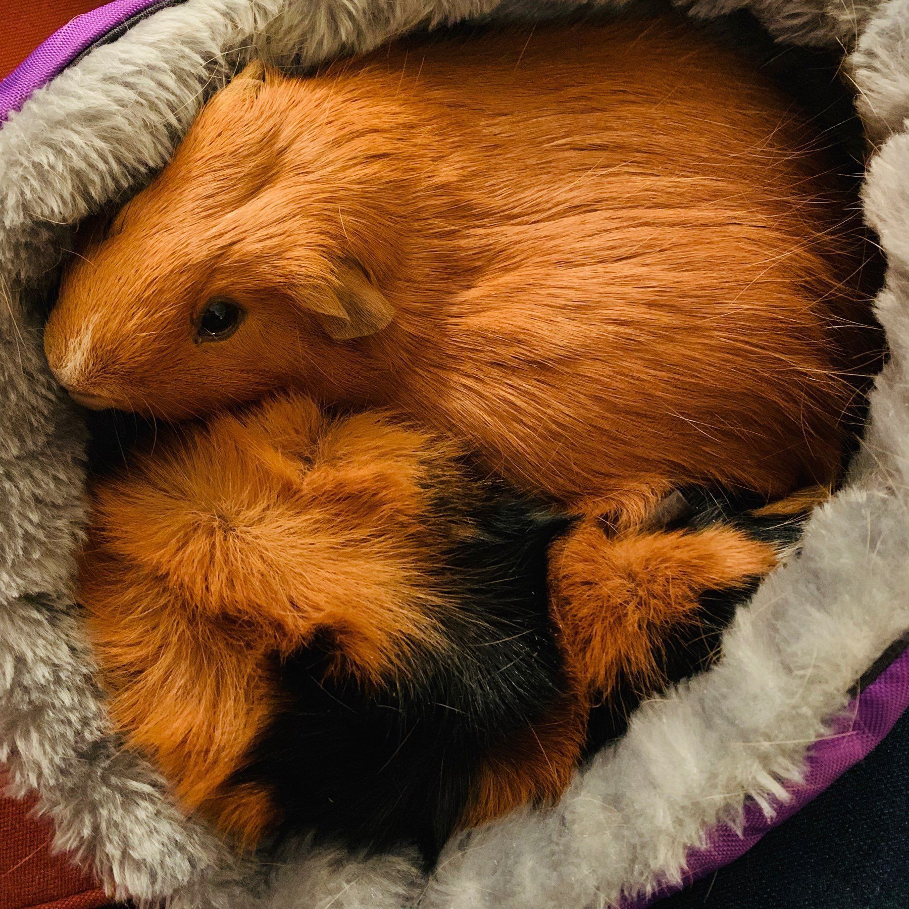 two guinea pigs in a fluffy bed.