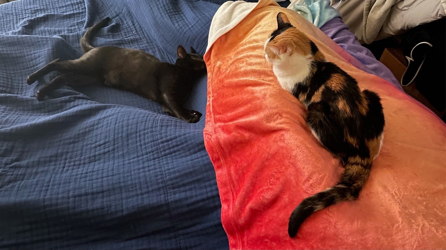 Two cats on a bed one, a calico, lays ona human's blanket covered legs. The other, a black adolescent cat, lays stretched out perpendicular to the other cat. They're close but not touching