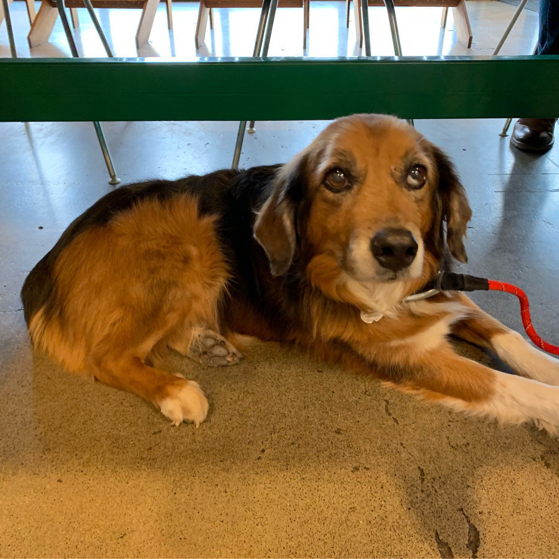 a medium sized brown and black dog laying under a table